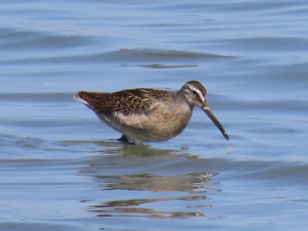 Short-billed Dowitcher - ML642813796