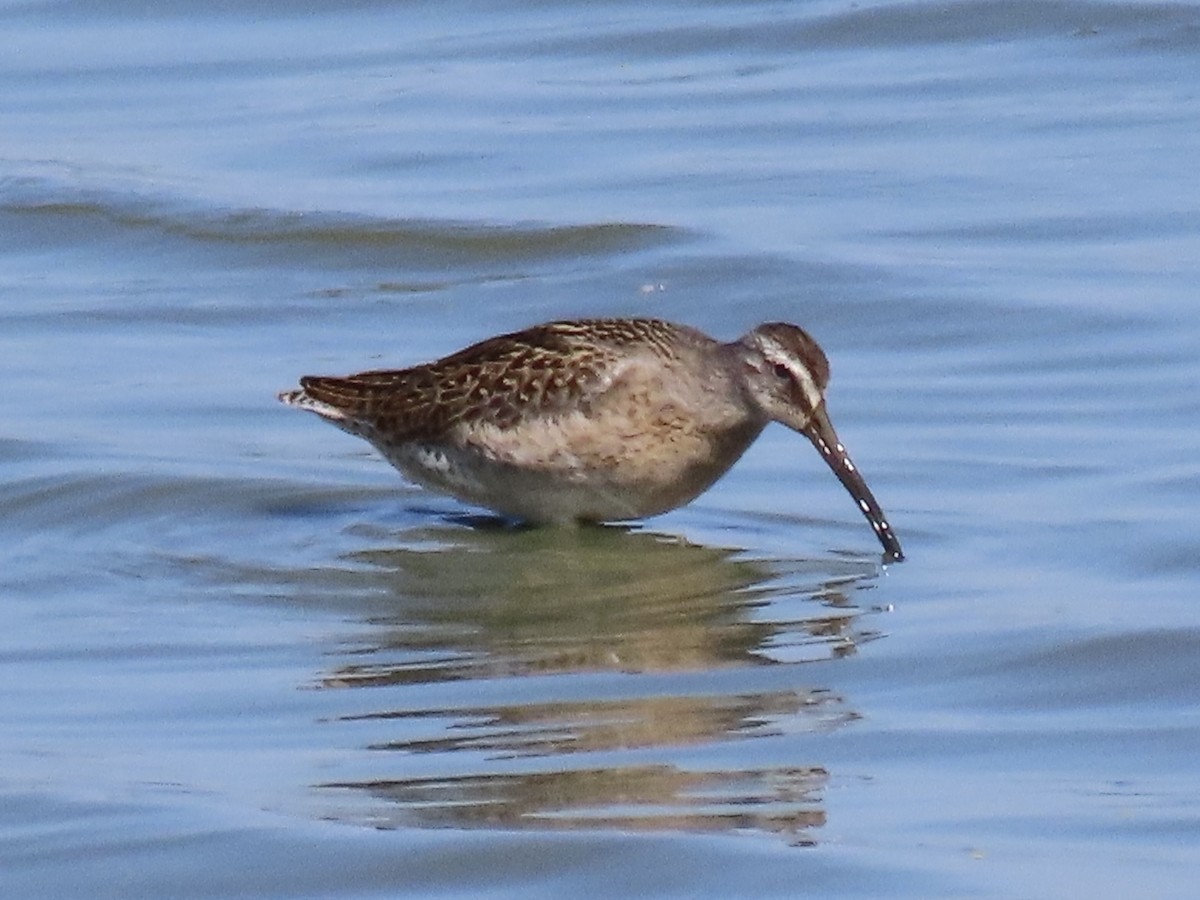 Short-billed Dowitcher - ML642813797