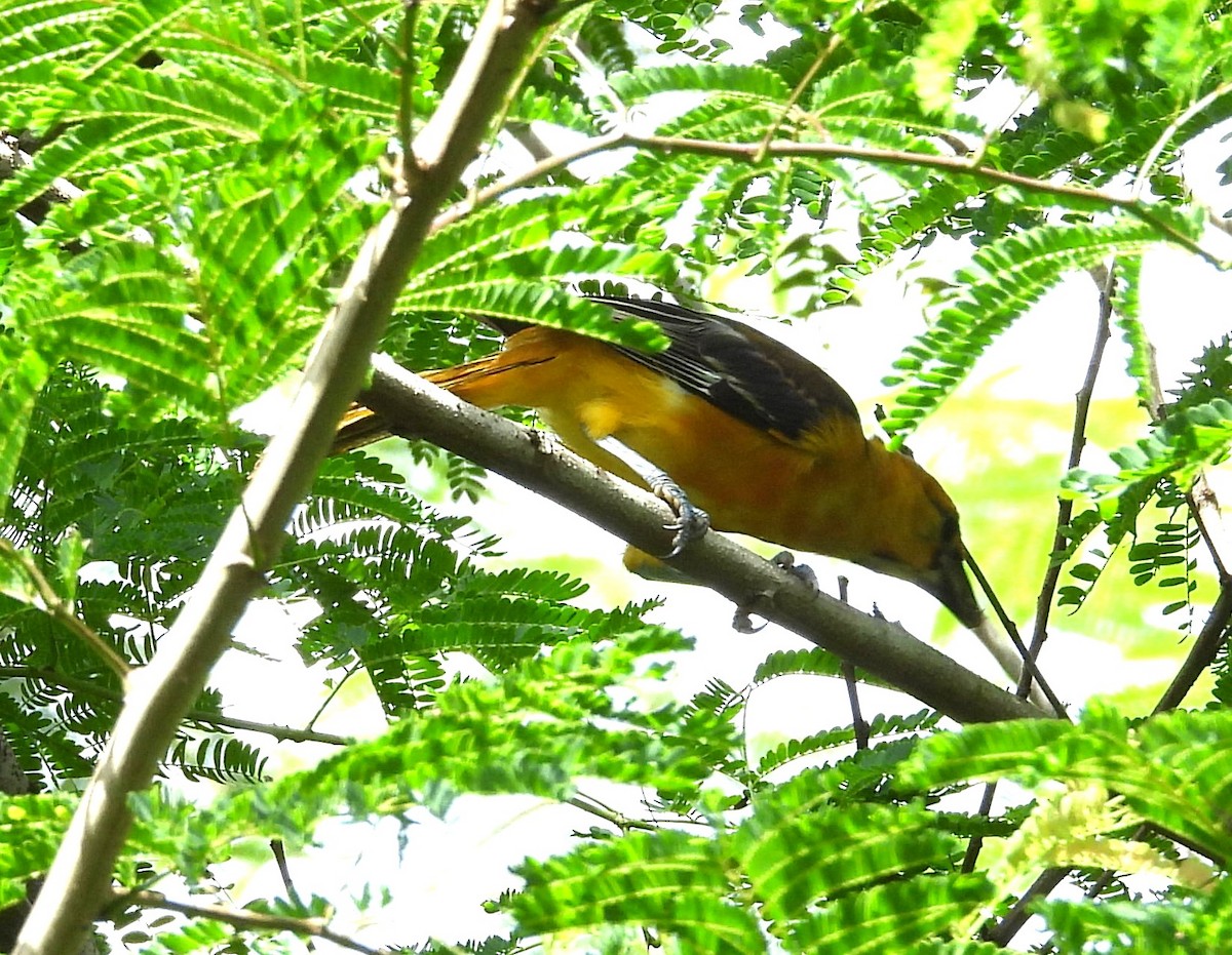 Altamira Oriole - ML642813805