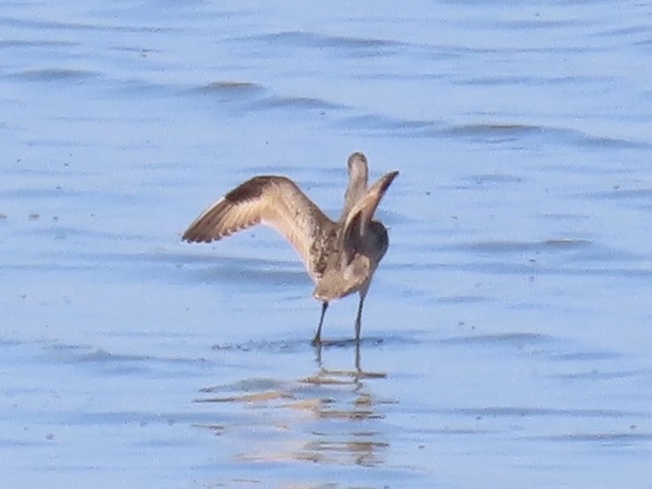 Marbled Godwit - ML642813810
