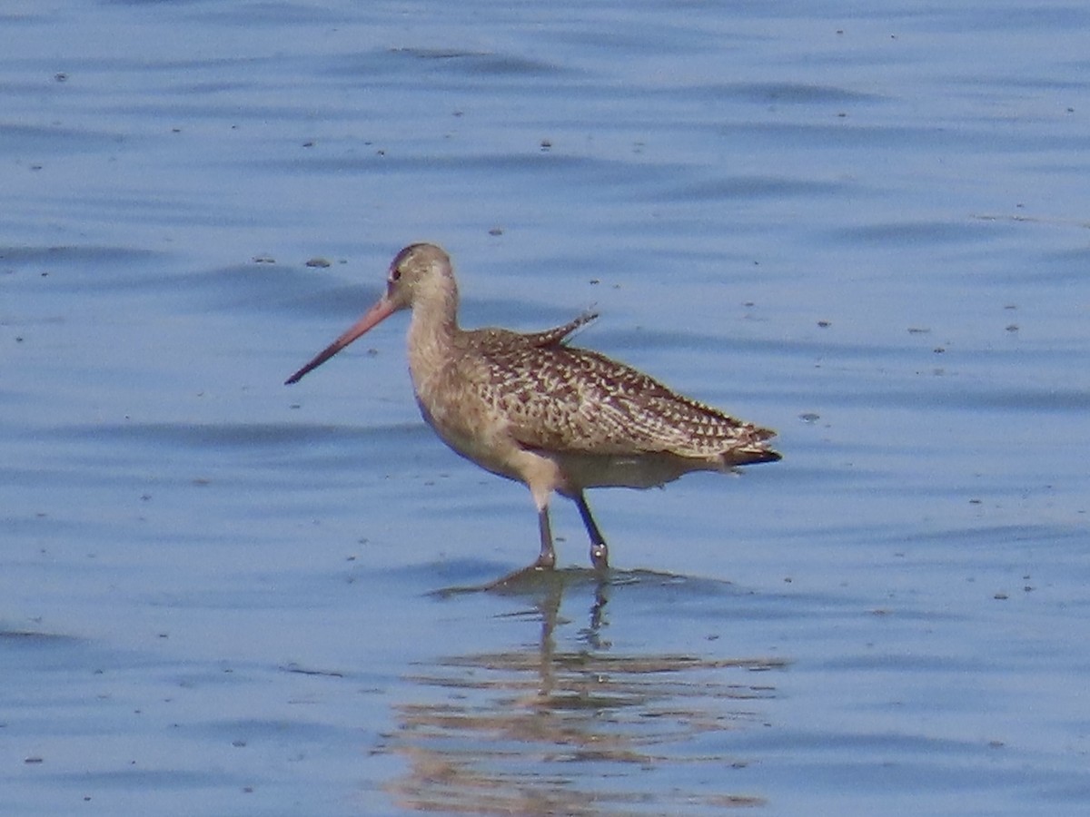 Marbled Godwit - ML642813812