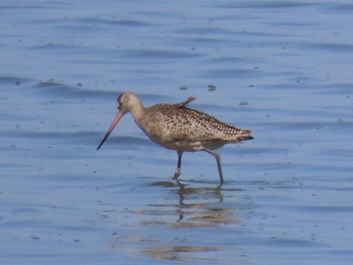Marbled Godwit - ML642813813