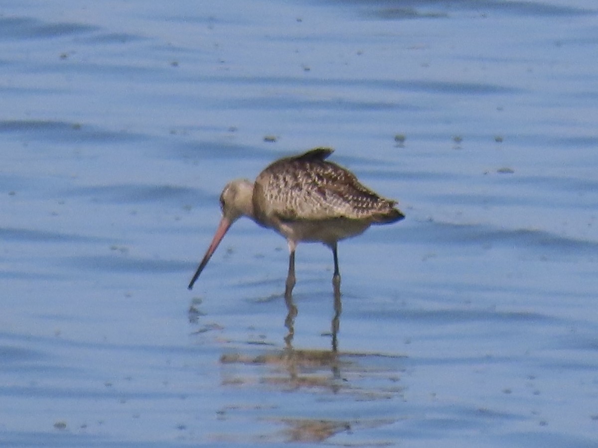 Marbled Godwit - ML642813814