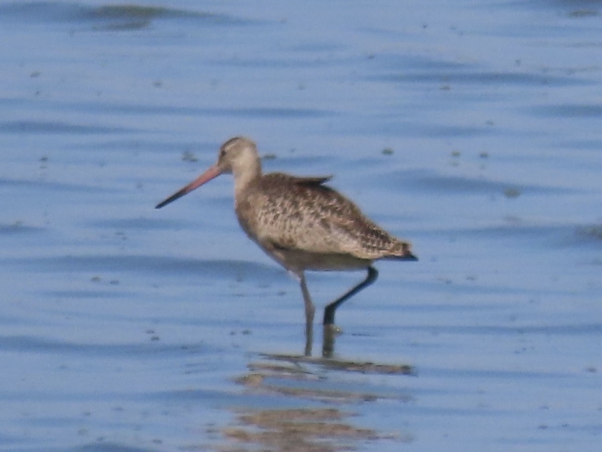 Marbled Godwit - ML642813816