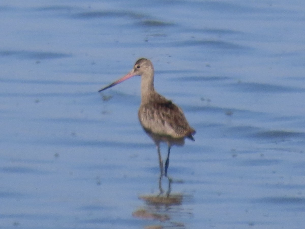 Marbled Godwit - ML642813817