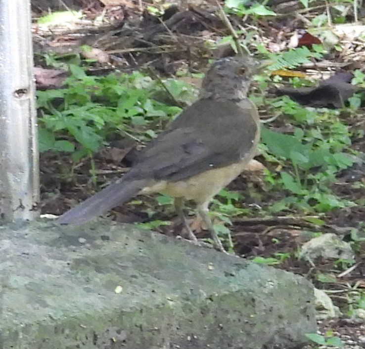 Clay-colored Thrush - ML642813824