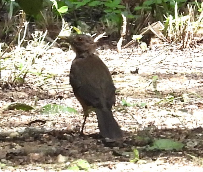 Clay-colored Thrush - ML642813825