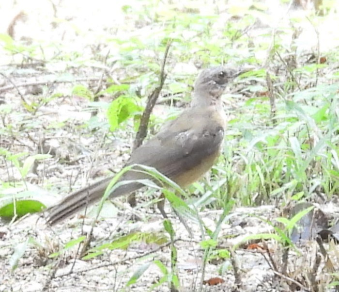 Clay-colored Thrush - ML642813826
