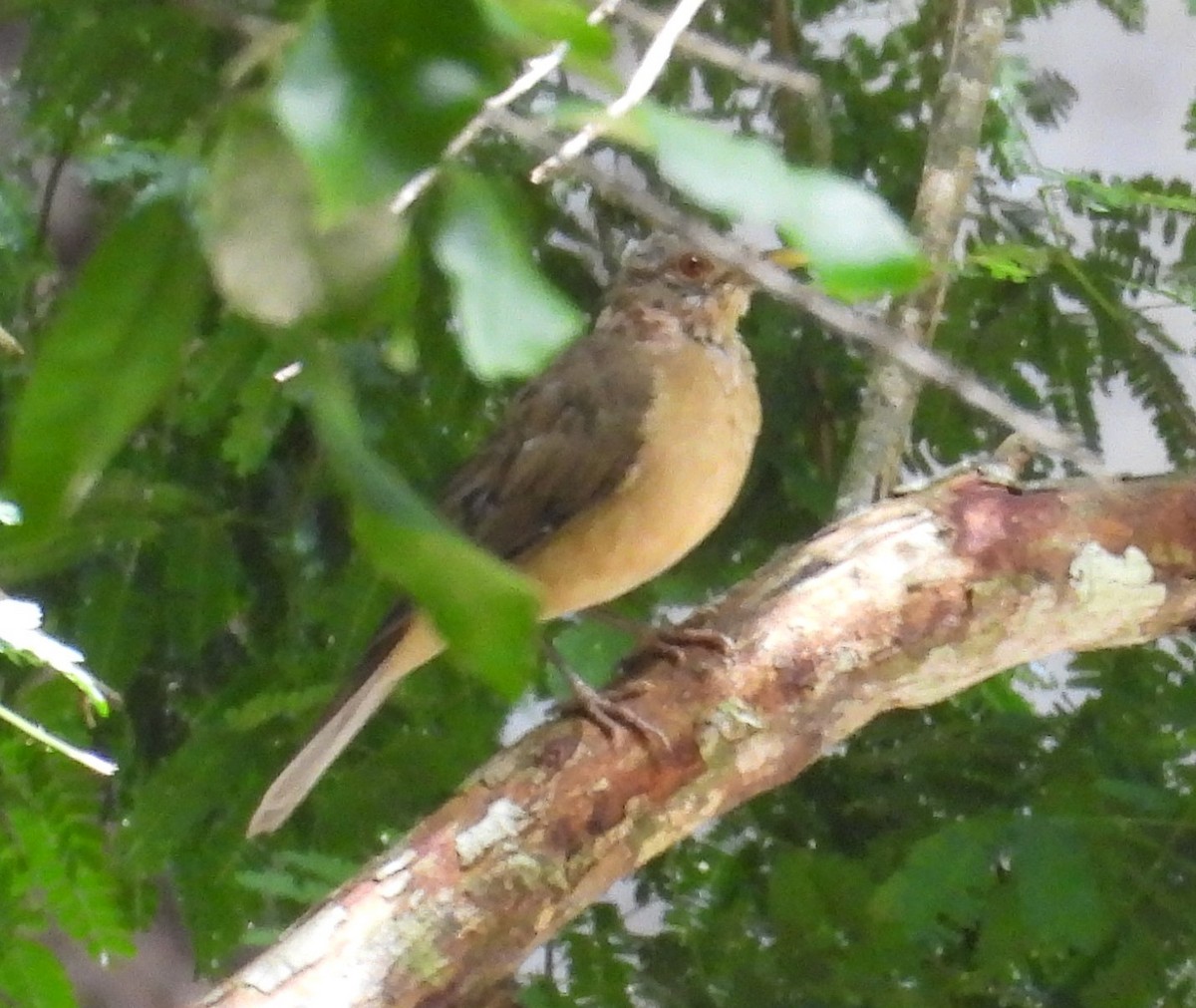 Clay-colored Thrush - ML642813827