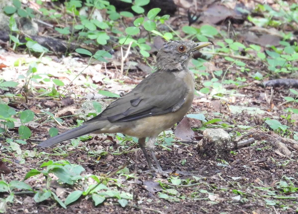Clay-colored Thrush - ML642813829