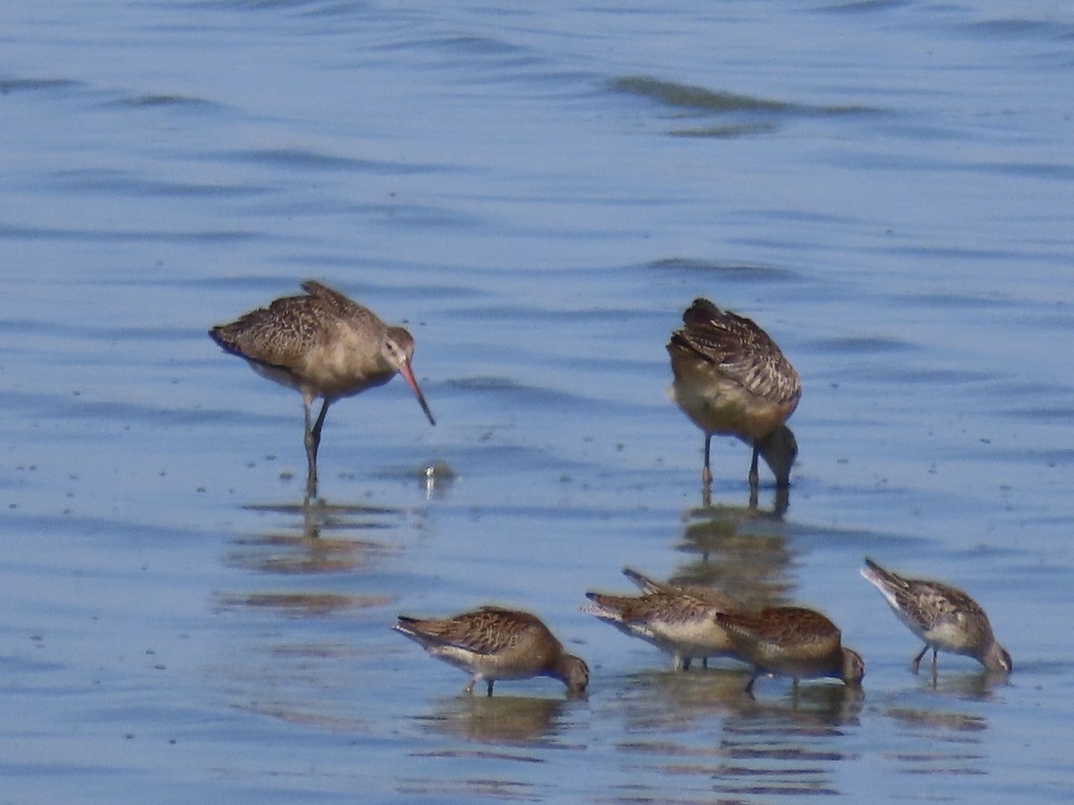 Marbled Godwit - ML642813833