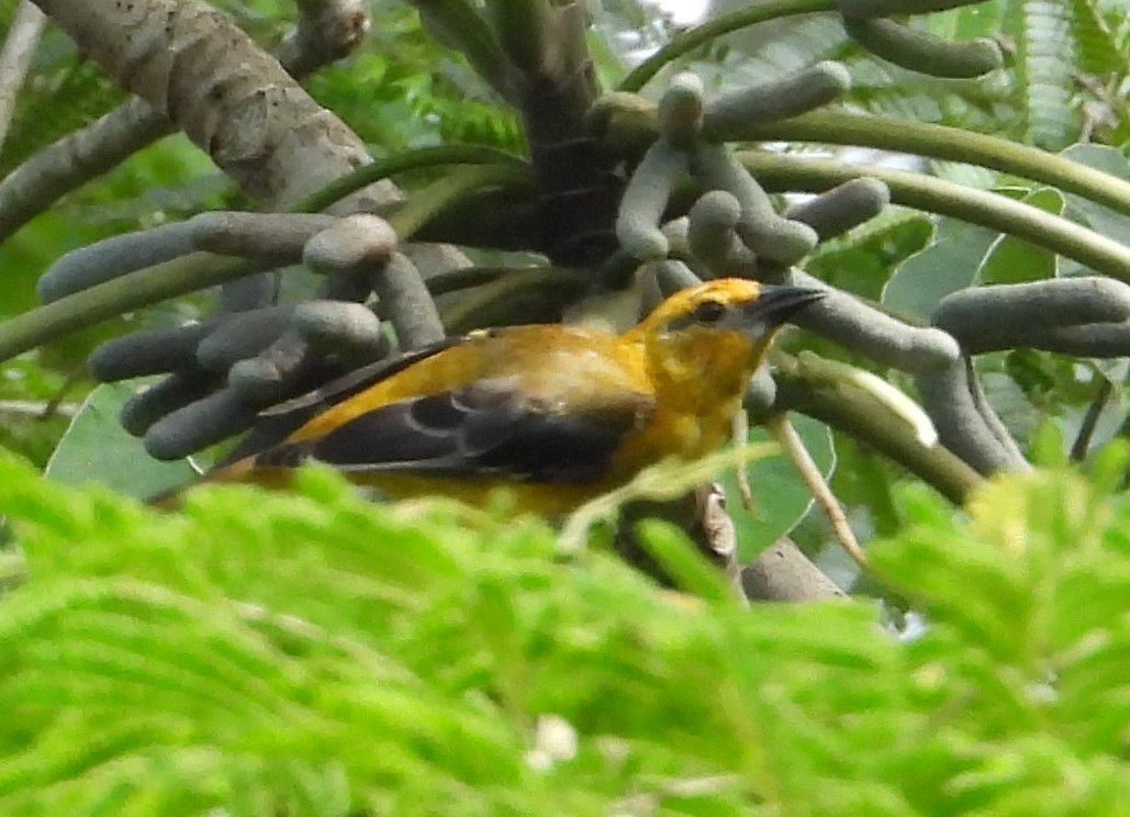Altamira Oriole - ML642813836