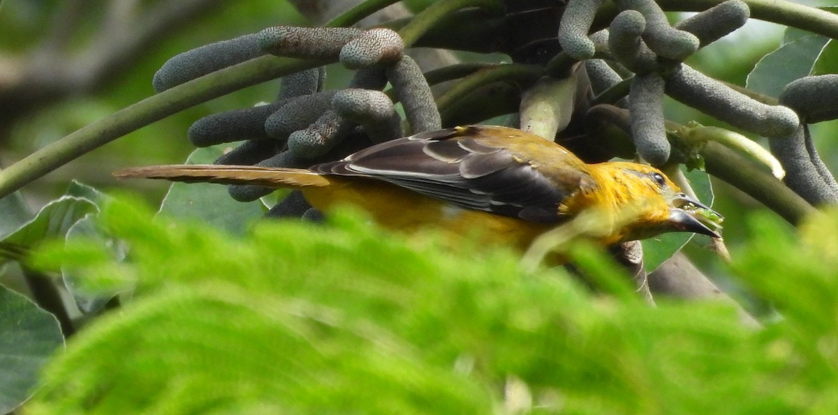 Altamira Oriole - ML642813837