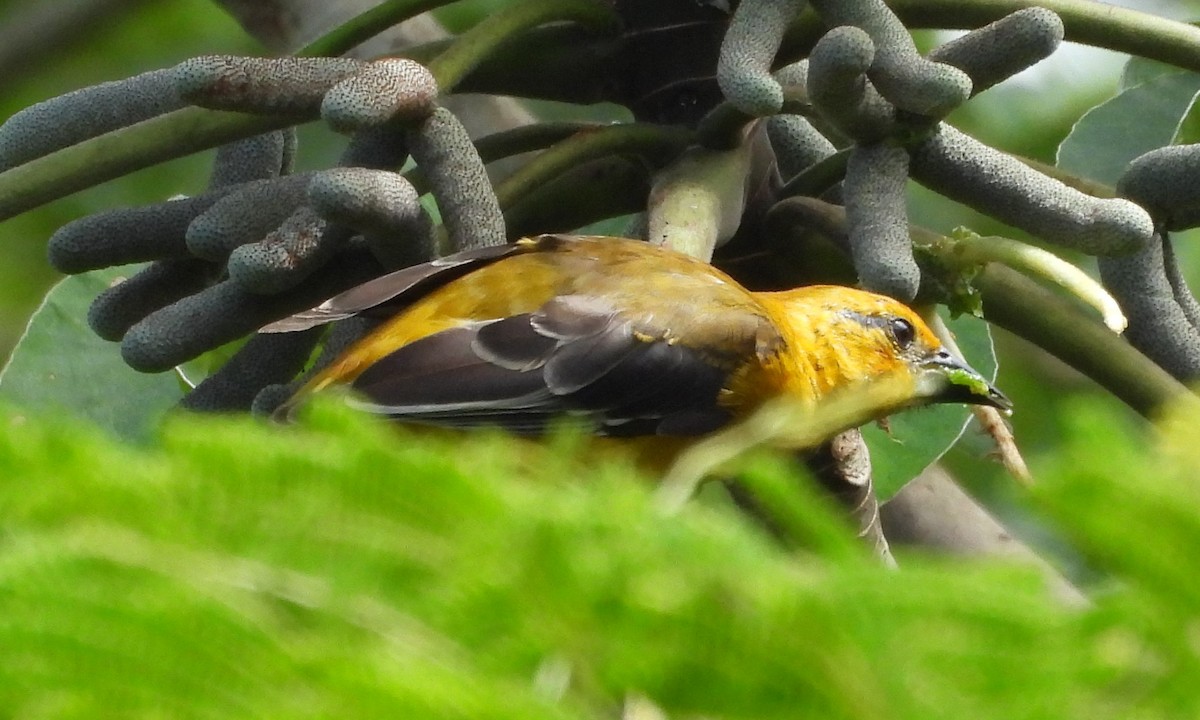 Altamira Oriole - ML642813838