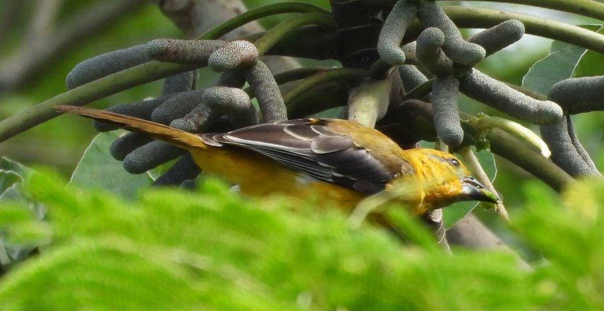 Altamira Oriole - ML642813839