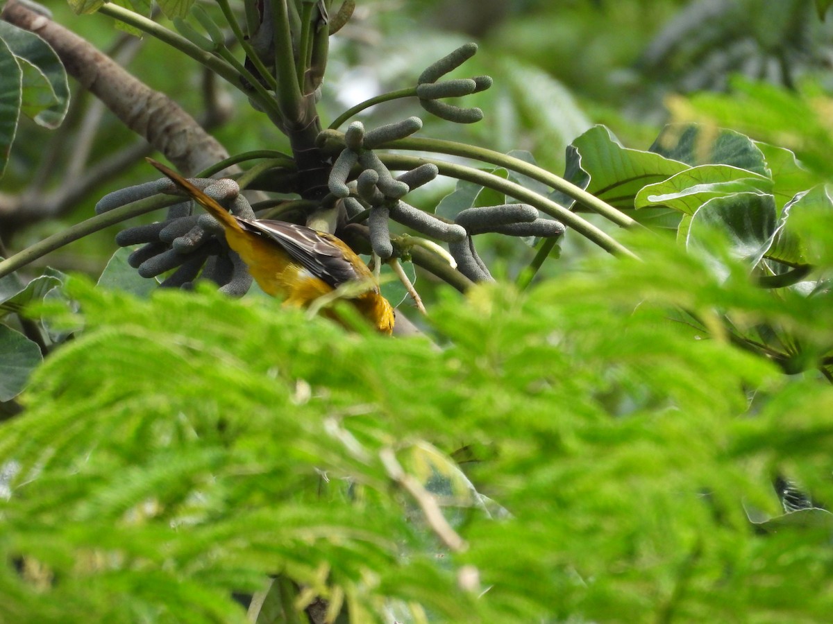 Altamira Oriole - ML642813840