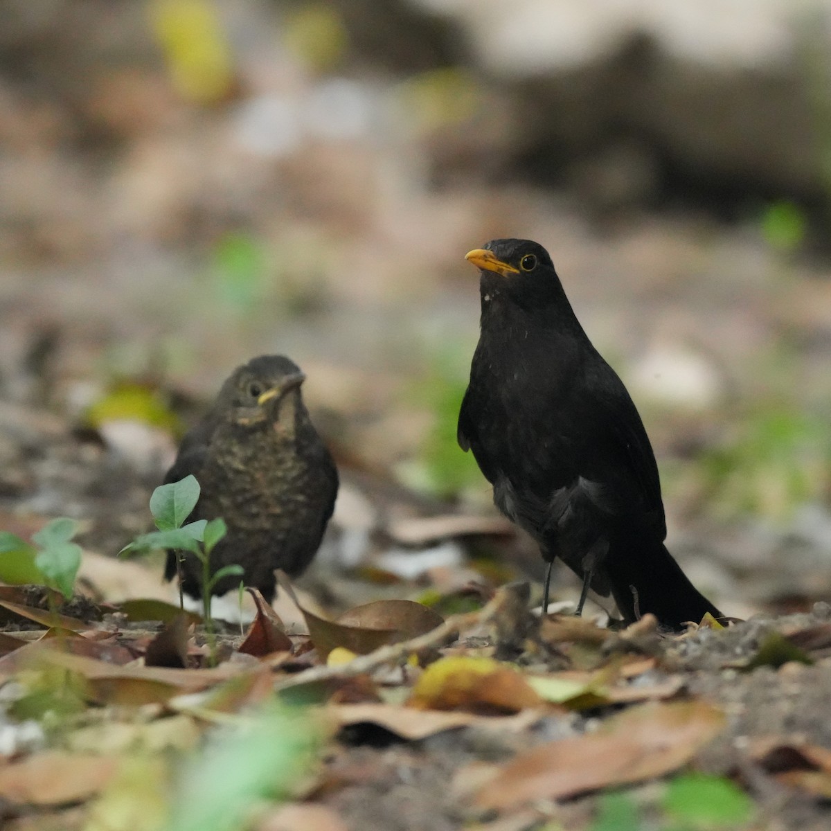 Chinese Blackbird - ML642813844