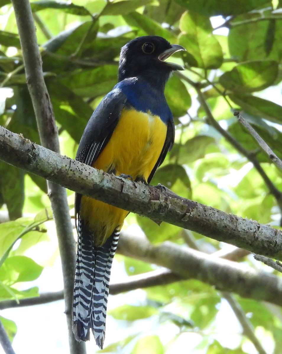 trogon podvazkový - ML642813846