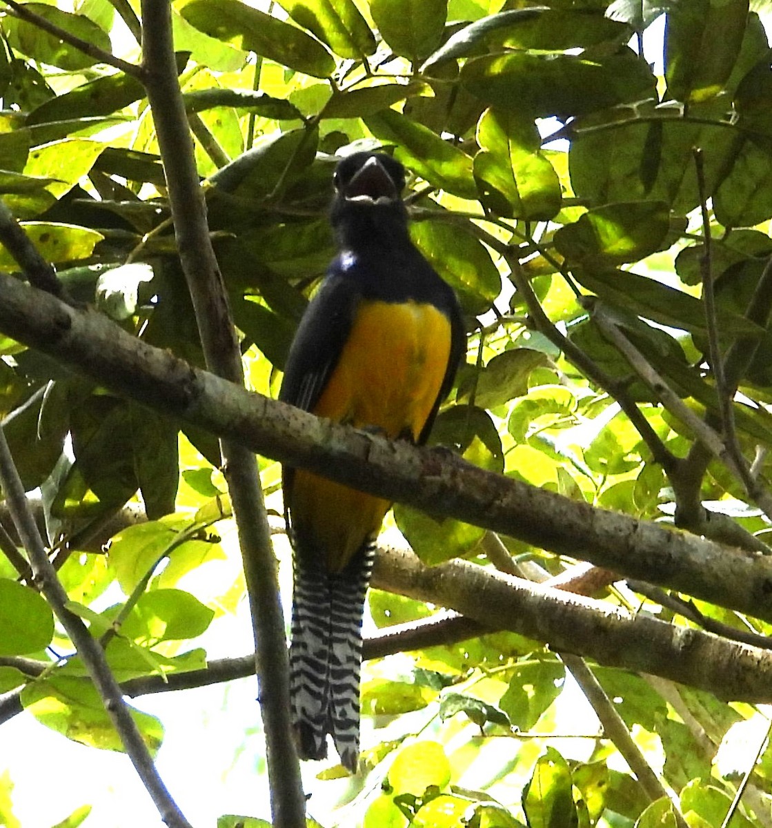 trogon podvazkový - ML642813847