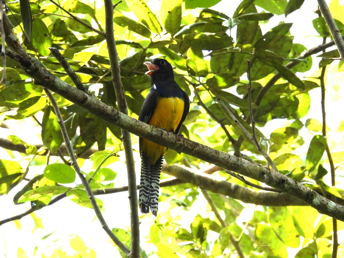 trogon podvazkový - ML642813848
