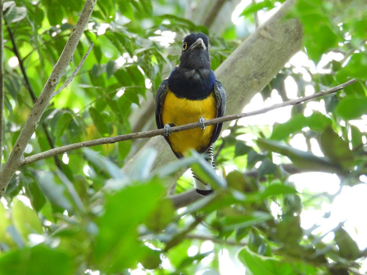 trogon podvazkový - ML642813849