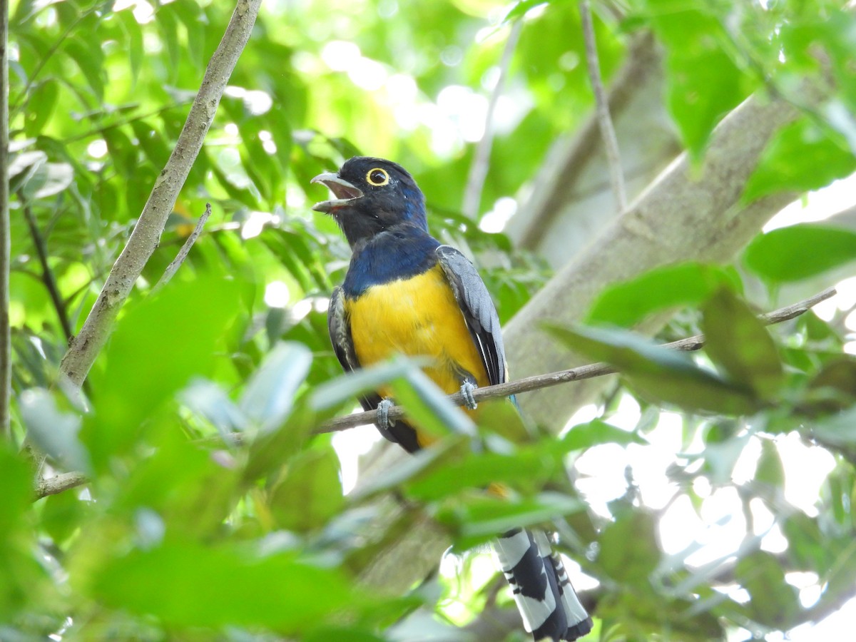trogon podvazkový - ML642813850