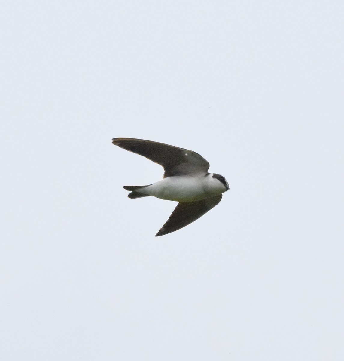 White-rumped Swallow - ML642813852
