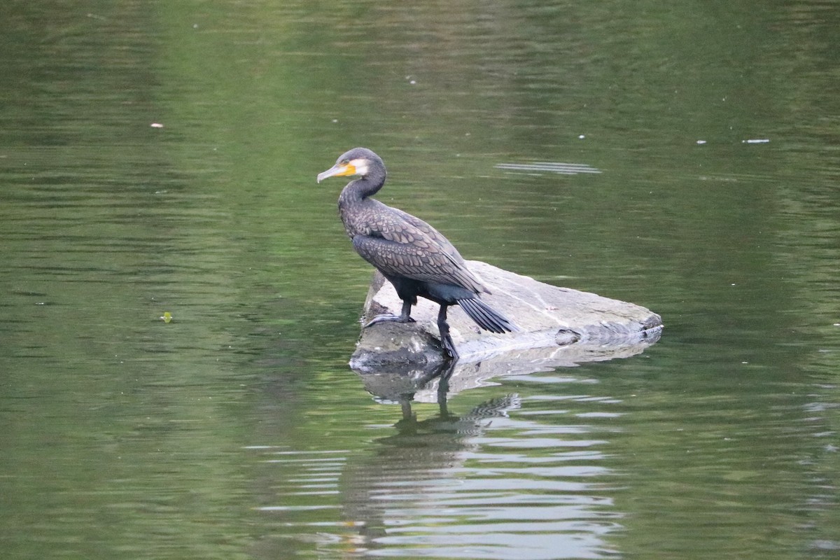 Great Cormorant - ML642813863