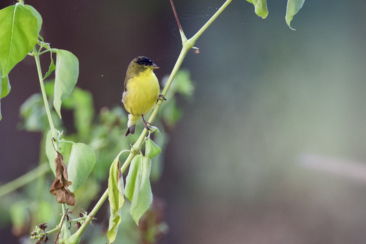 Lesser Goldfinch - ML642813872