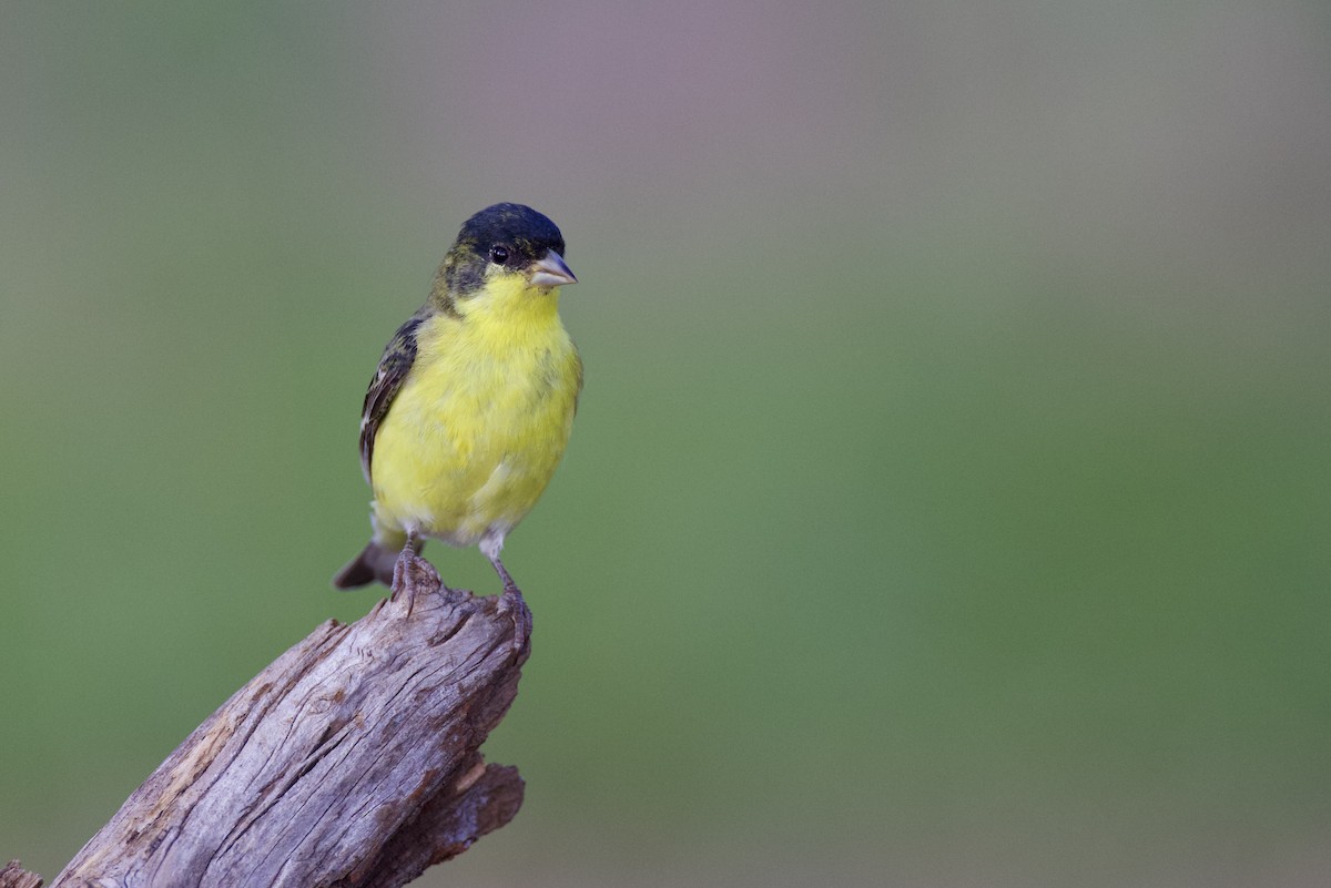 Lesser Goldfinch - ML642813873