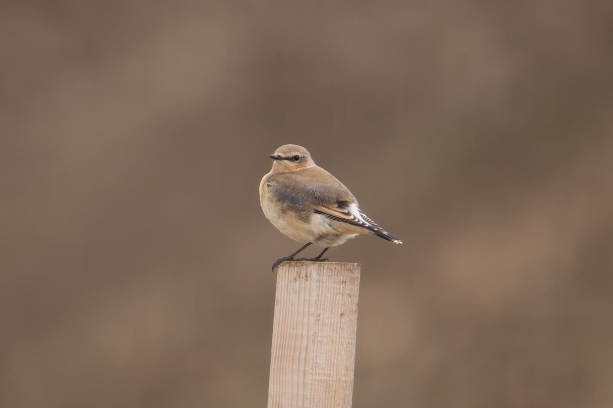 Northern Wheatear - ML642813882