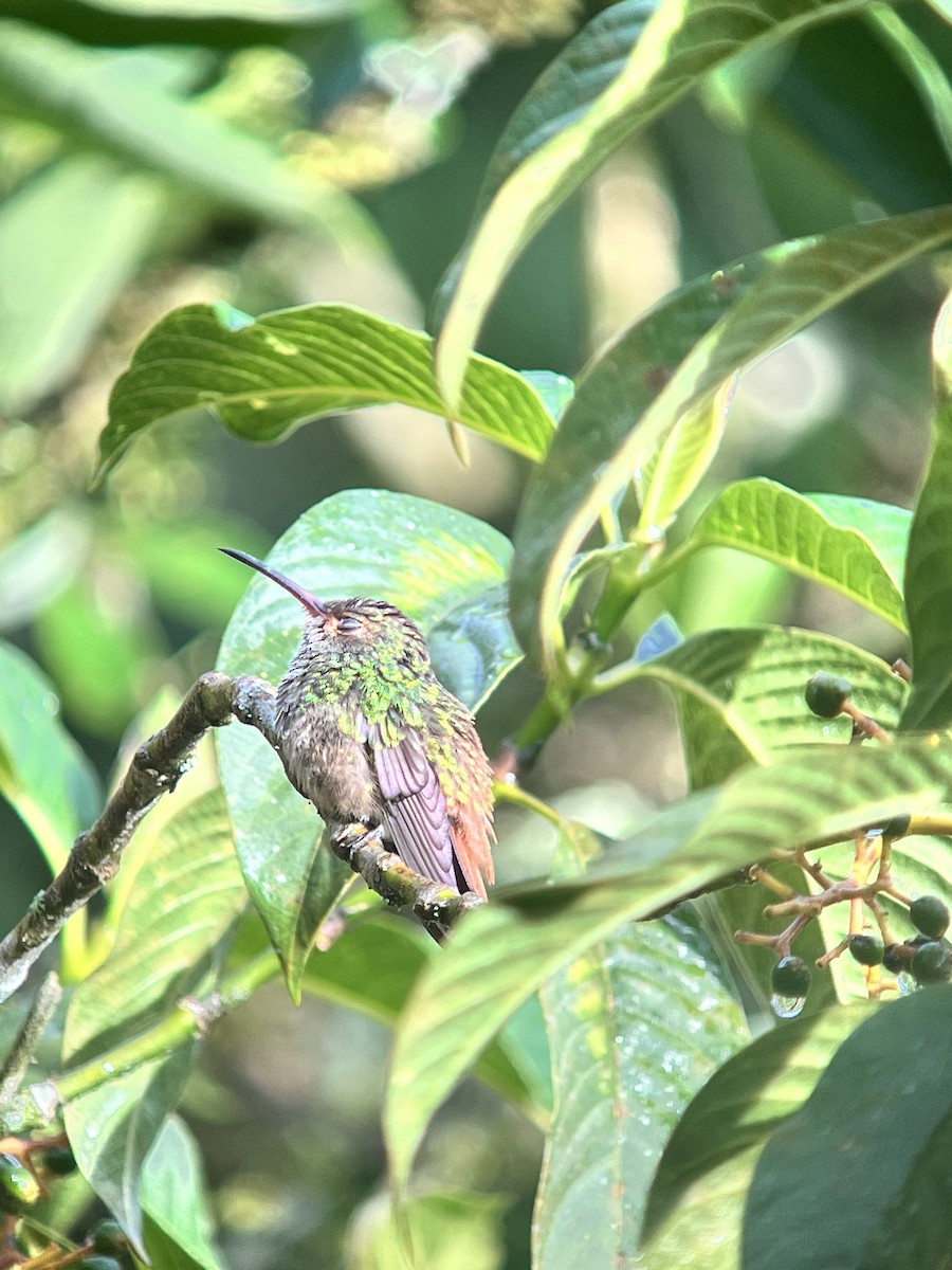 Rufous-tailed Hummingbird - ML642813884