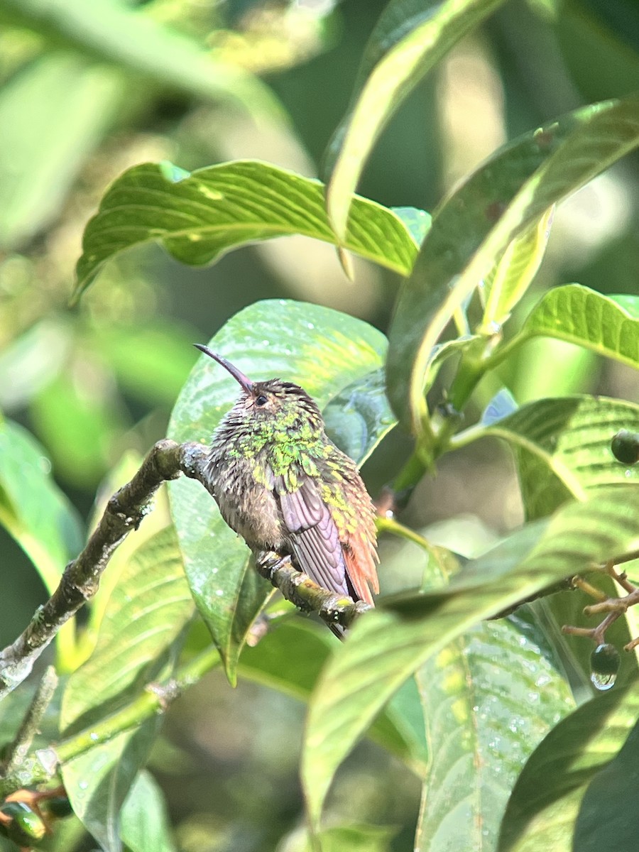 Rufous-tailed Hummingbird - ML642813885