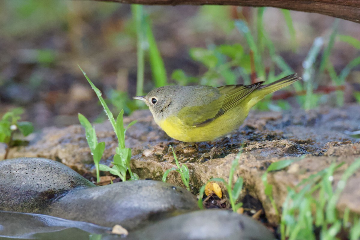 Nashville Warbler - ML642813897