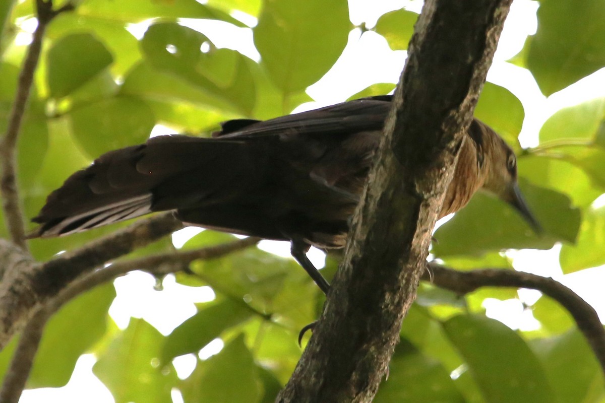 Great-tailed Grackle - ML642813898