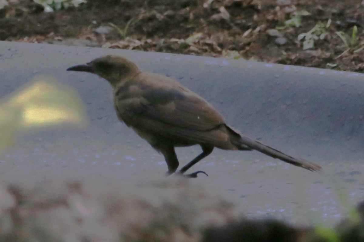 Great-tailed Grackle - ML642813899