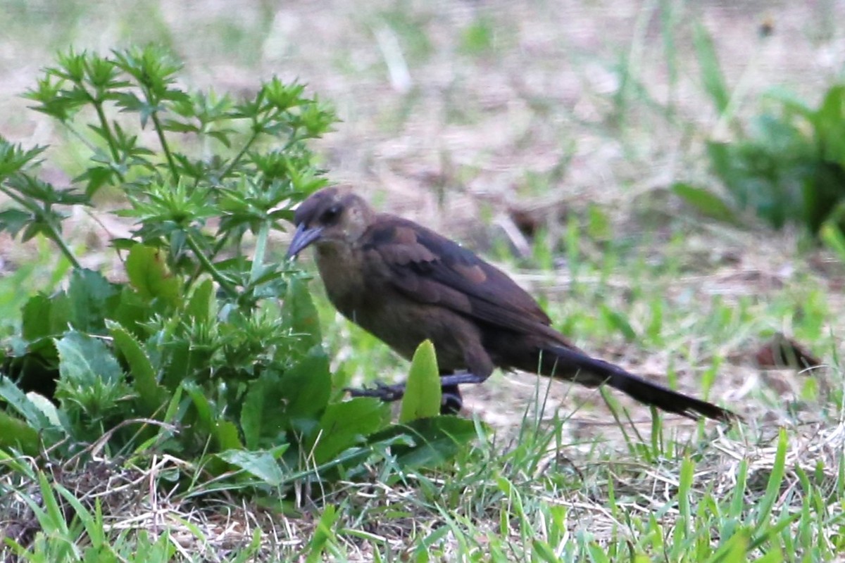 Great-tailed Grackle - ML642813900