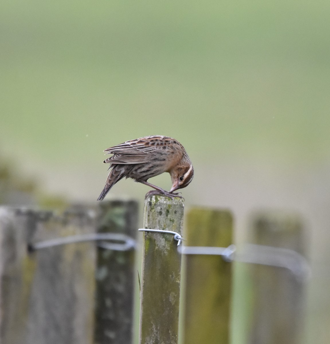 White-browed Meadowlark - ML642813915