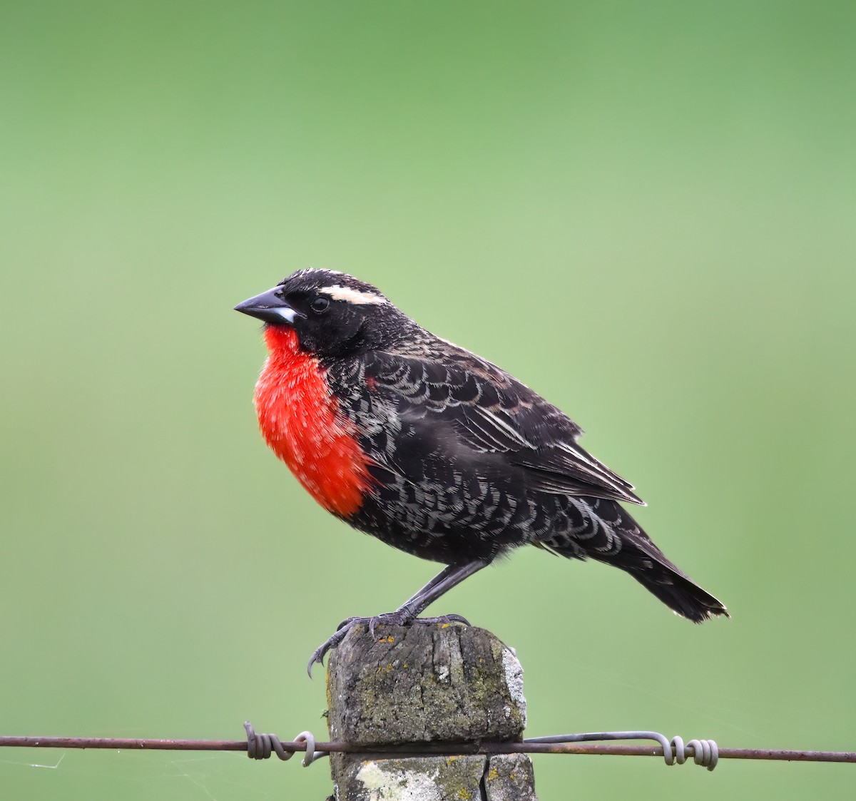 White-browed Meadowlark - ML642813916