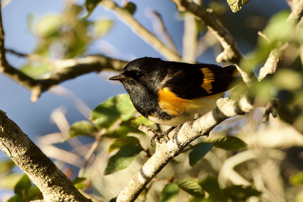 American Redstart - ML642813918