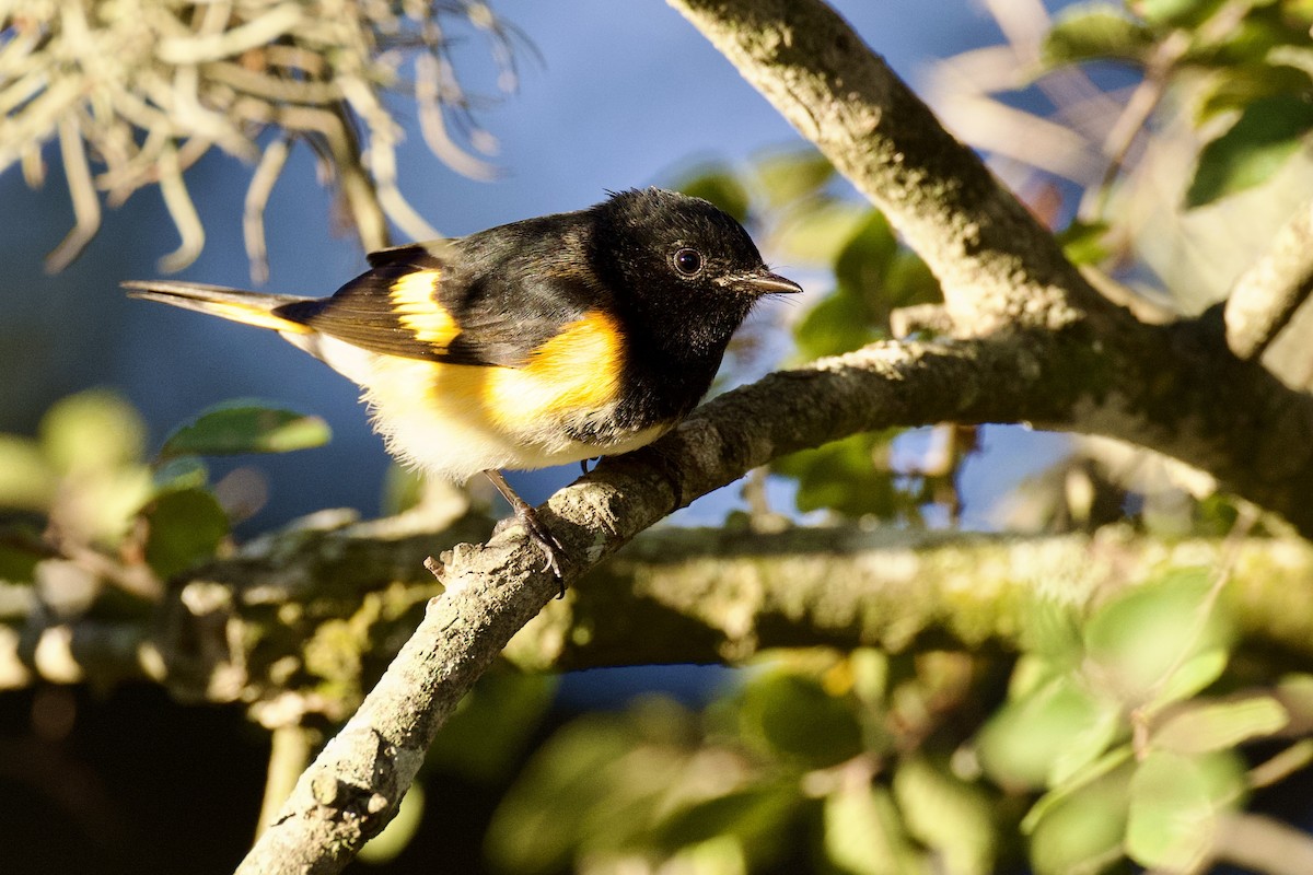 American Redstart - ML642813919