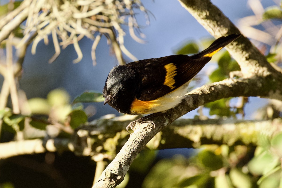 American Redstart - ML642813920