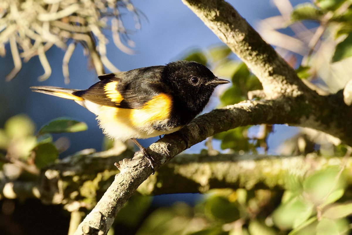 American Redstart - ML642813921