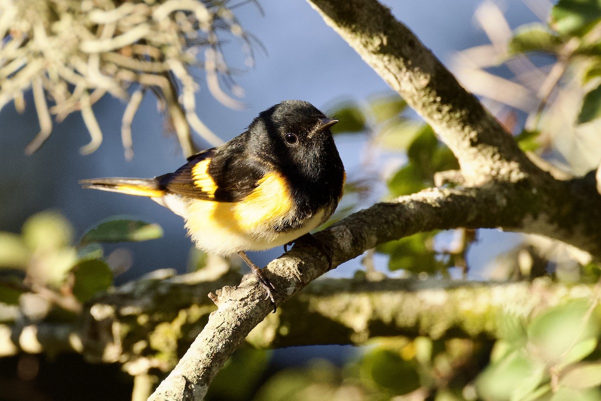 American Redstart - ML642813922