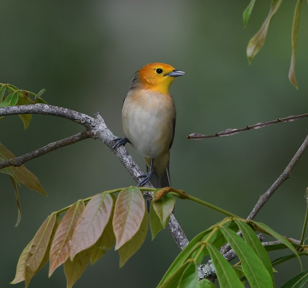 Orange-headed Tanager - ML642813929