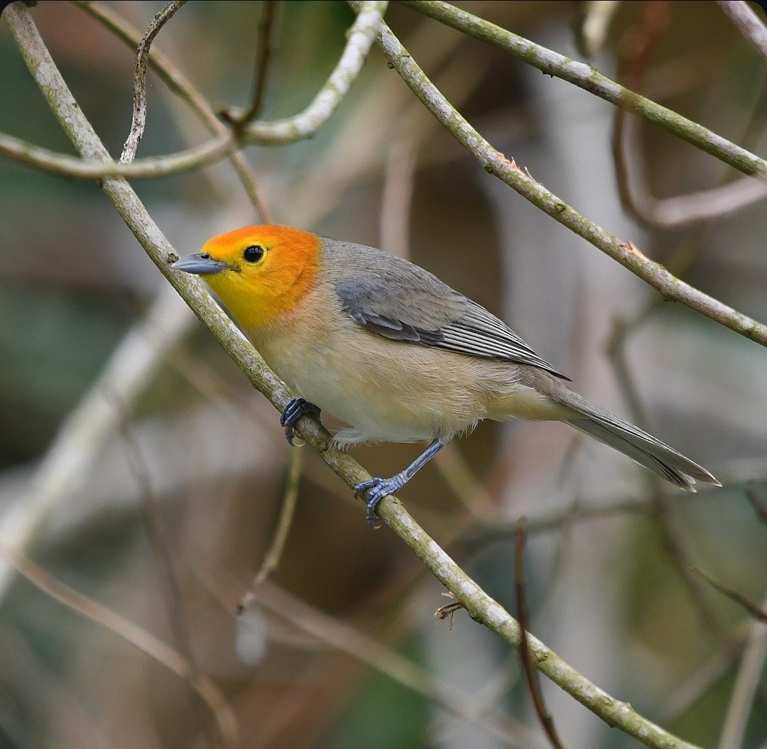 Orange-headed Tanager - ML642813930