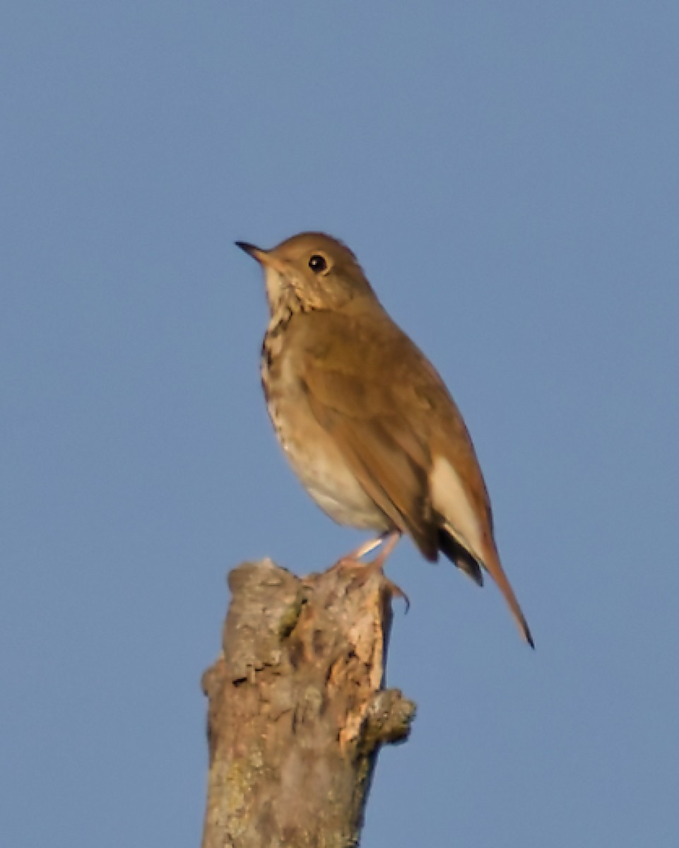 Hermit Thrush - ML642813936