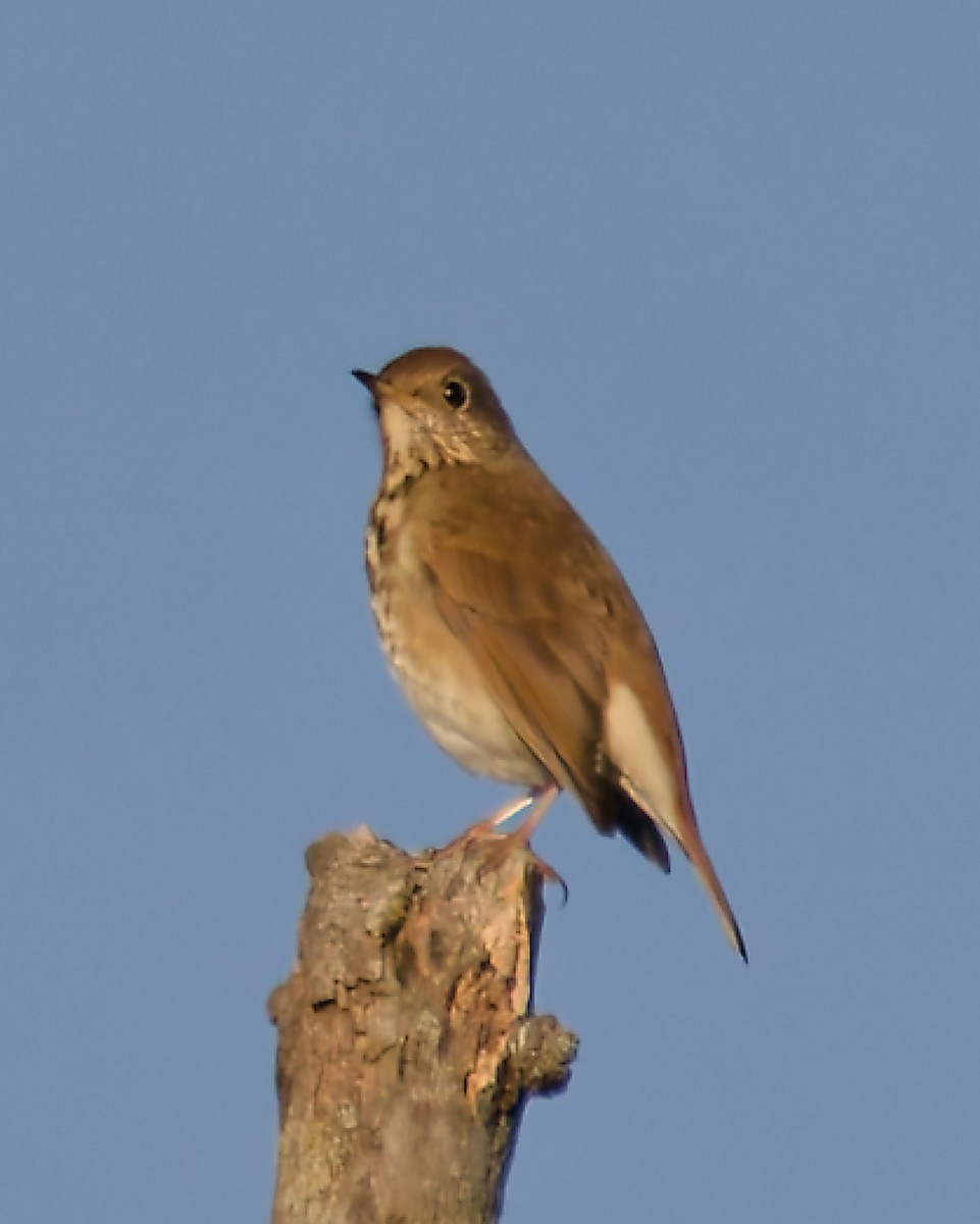 Hermit Thrush - ML642813938