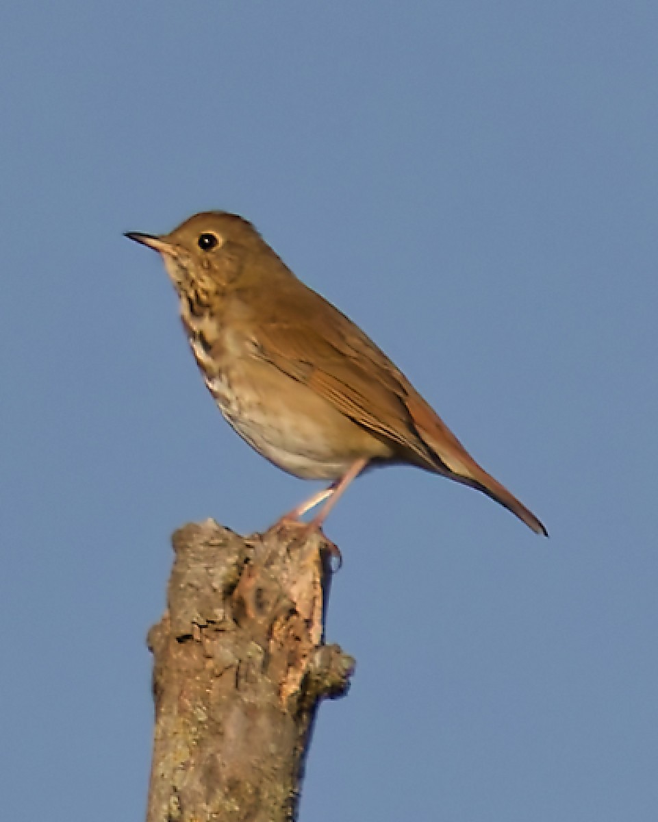 Hermit Thrush - ML642813939