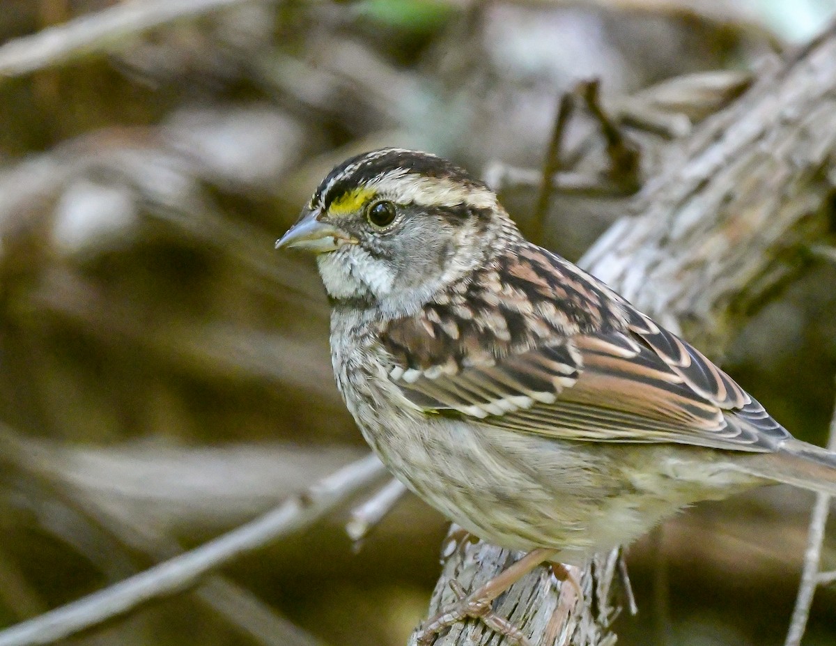 White-throated Sparrow - ML642813953